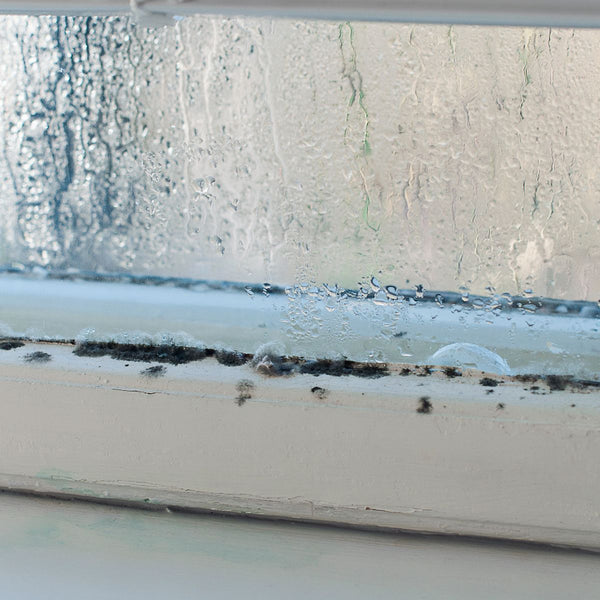 Dampness Moisture Related